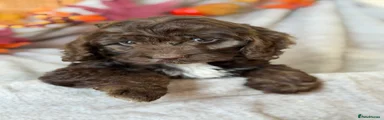 Cockapoo 2