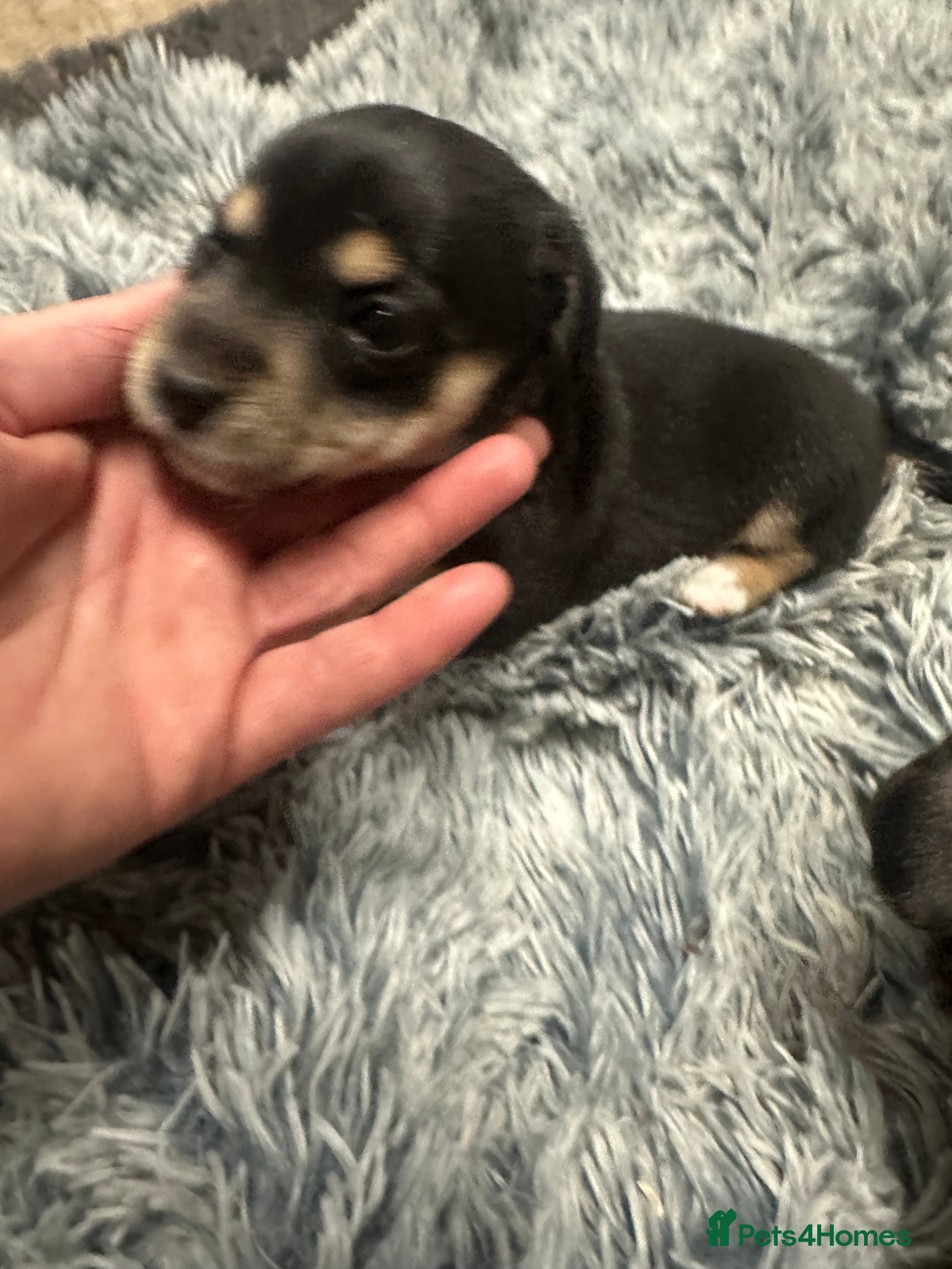 Border Terrier dogs Border terrier X jack puppies  - Advert 16