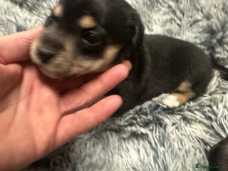 Border Terrier dogs Border terrier X jack puppies - Advert 16