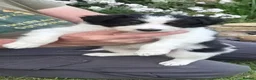 Border Collie dogs for sale: Border collie puppies  in Northampton - Advert 11