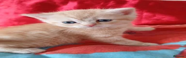 British Shorthair 2