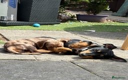 Dachshund dogs for sale: 2 lovely pups looking for a forever home asap - Image 6