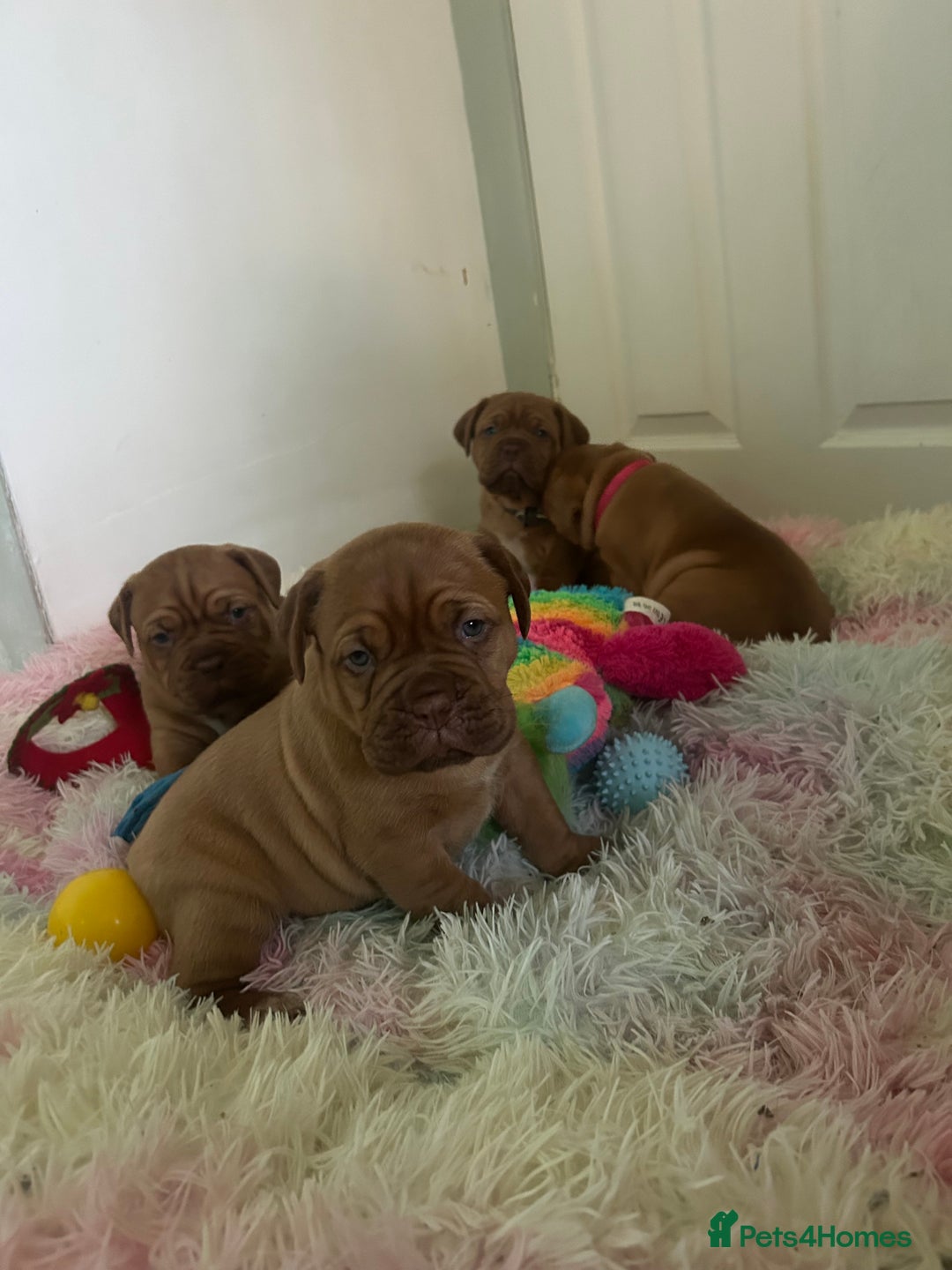 Dogue De Bordeaux dogs for sale: 2 BITCHES!LEFTFULL PEDIGREE 🦁 dogue de Bordeaux  - Advert 30