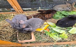 Lionhead rabbits for sale: 5 beautiful lion head cross bunny's  - Image 4