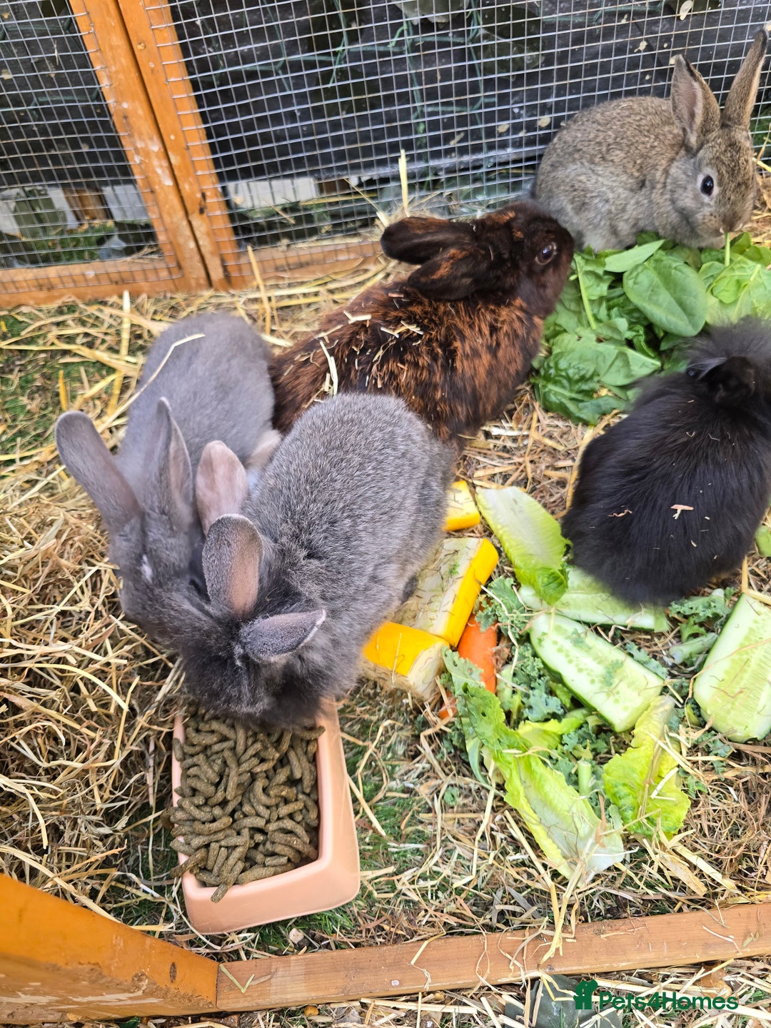 Lionhead rabbits for sale: 5 beautiful lion head cross bunny's  - Image 4
