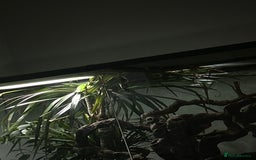 Skink reptiles for sale: Tree skinks & full setup - Image 5