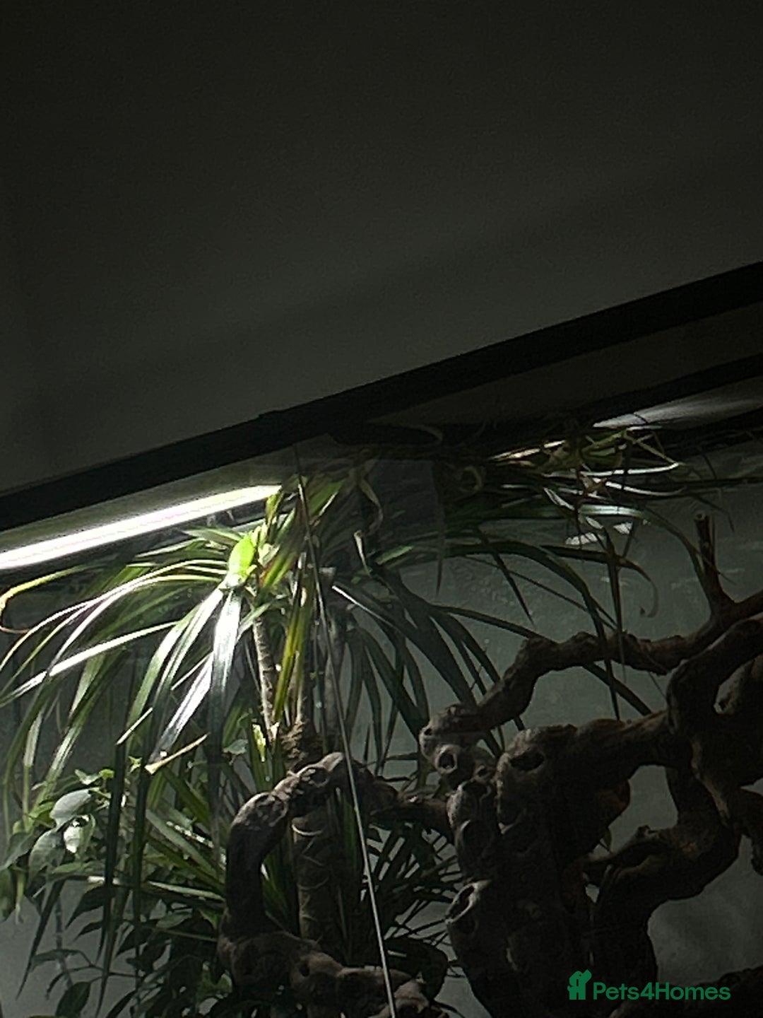 Skink reptiles for sale: Tree skinks & full setup - Image 5