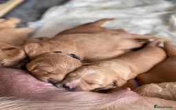 Australian Labradoodle dogs for sale: Australian Labradoodle Puppies F1b - Image 8