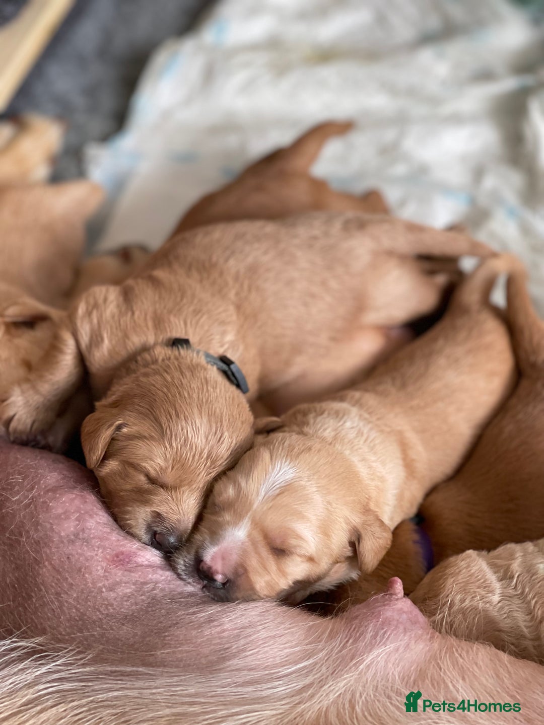Australian Labradoodle dogs for sale: Australian Labradoodle Puppies F1b - Image 8