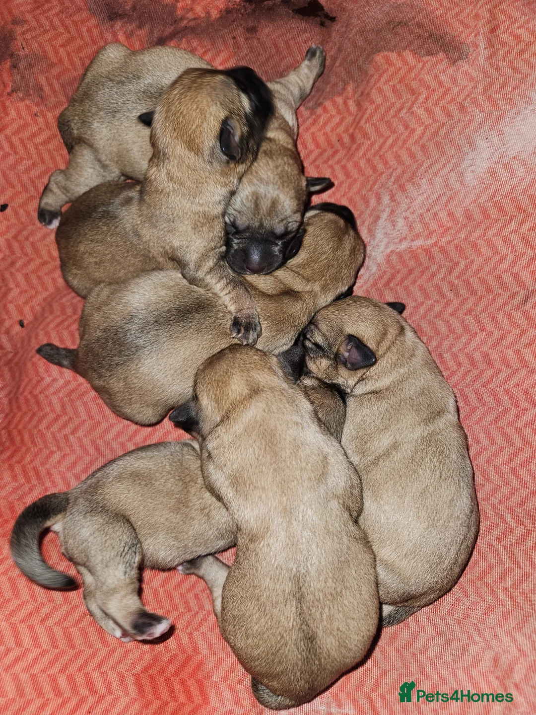 Glen of Imaal Terrier dogs for sale: Maximum dog in minimum frame! - Advert 13