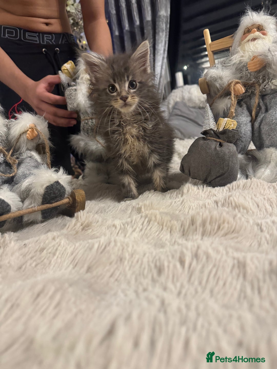 Maine Coon cats for sale: Exceptional Mainecoon Cubs 3 left - Advert 5