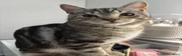 British Shorthair cats for sale: Chunky British Shorthair X Tabby  - Advert 2