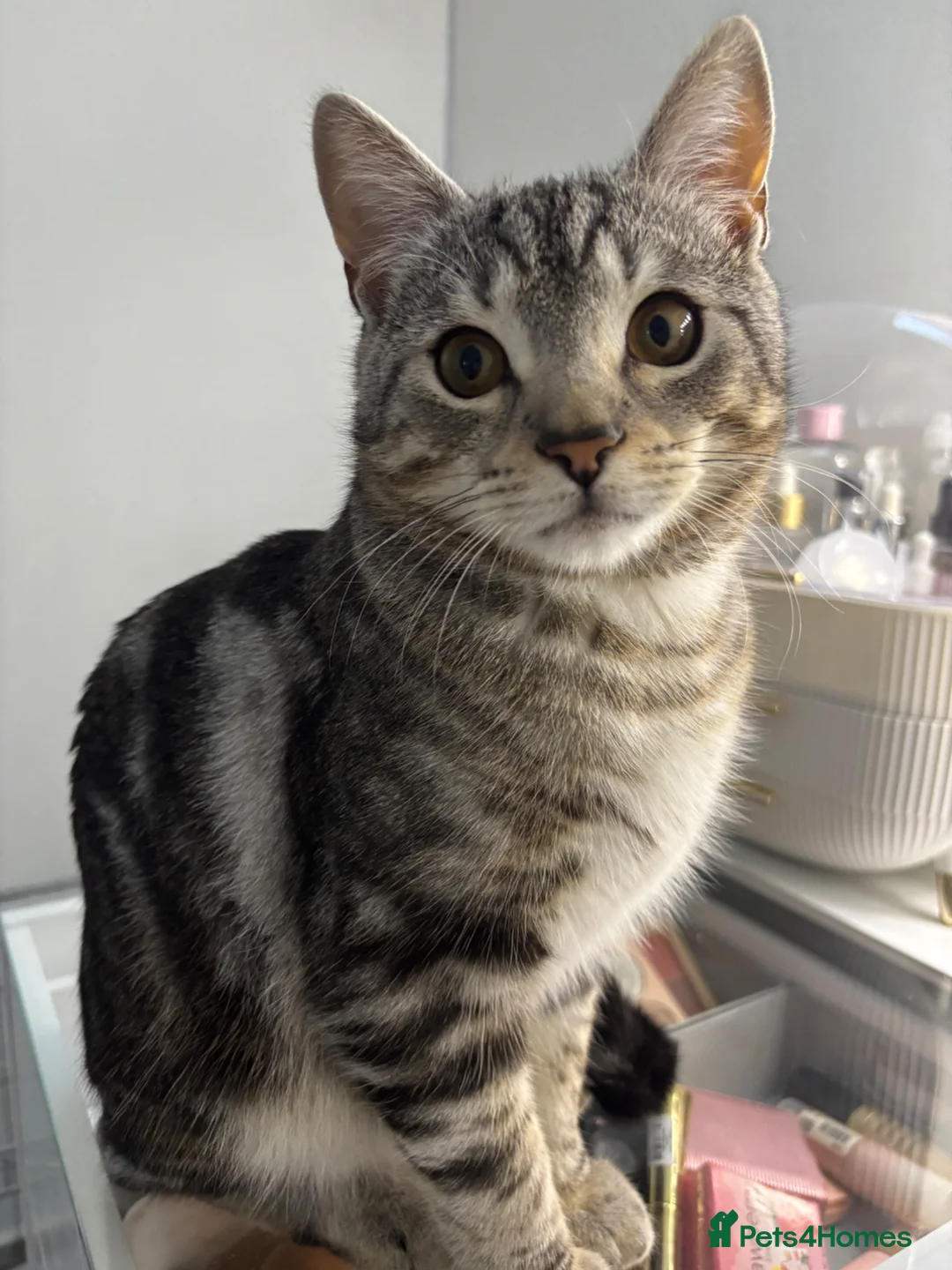 British Shorthair cats for sale: Chunky British Shorthair X Tabby  - Advert 2