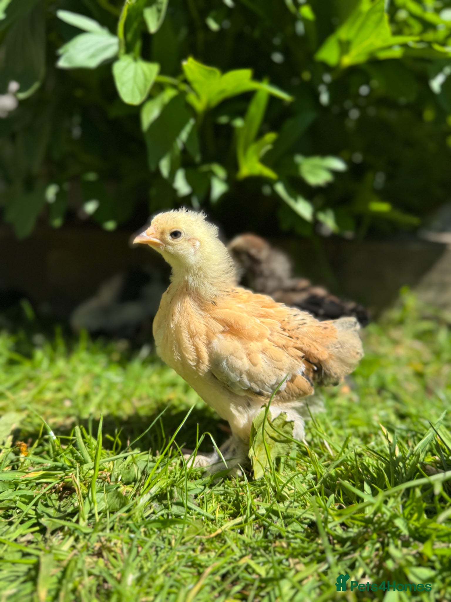 Chickens poultry Pekin Bantam Chicks  - Advert 23