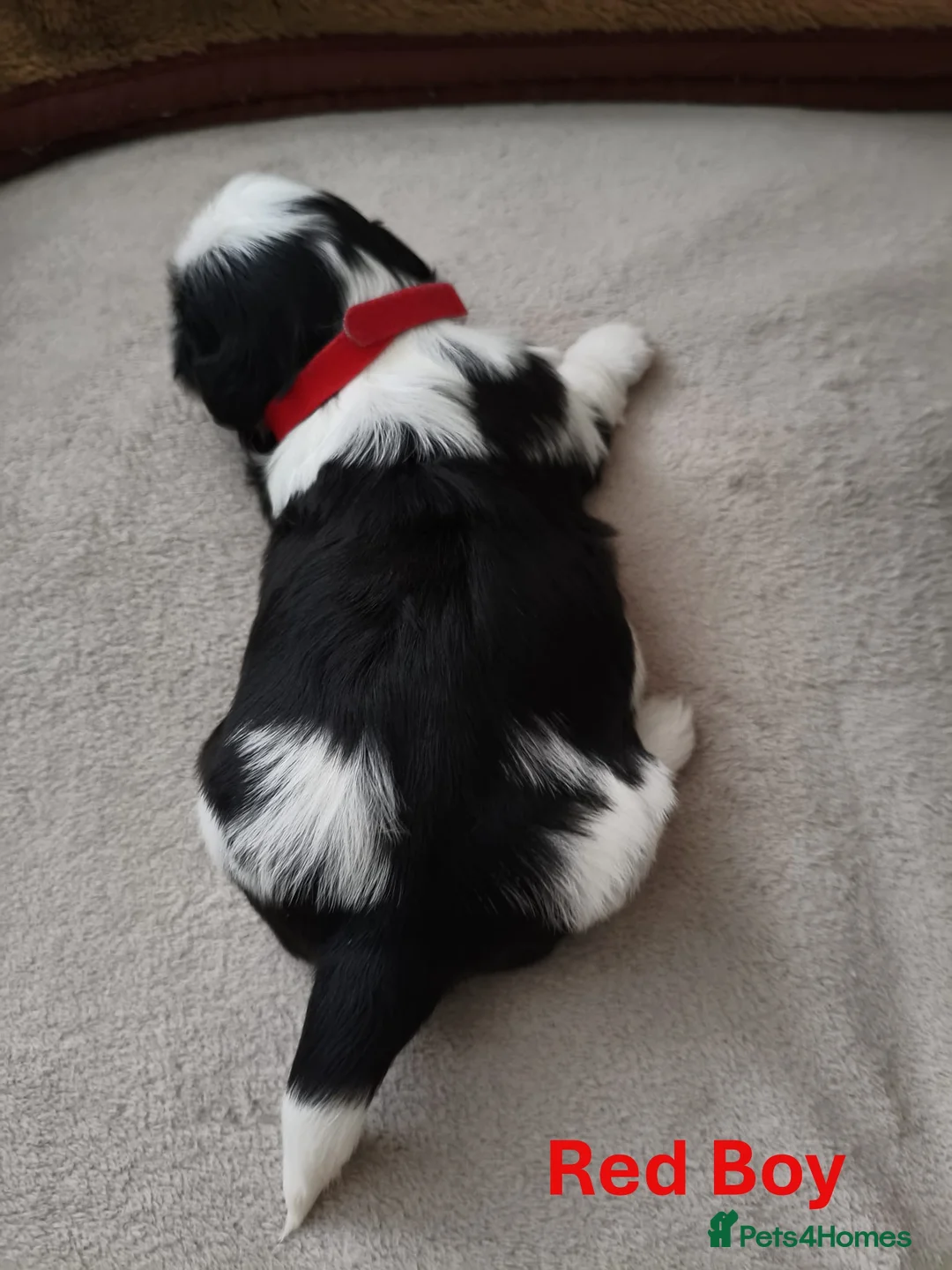 Shih Tzu dogs for sale: Pure Shih Tzu Puppies  - Advert 8