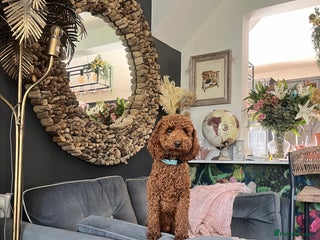 Toy Poodle dogs in Evesham - Advert 14