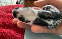 Rex rabbits for sale: Friendly velvety rex rabbits for sale - Image 6