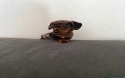 Dachshund dogs for sale: 3 dapple dachshund boys  - Image 8
