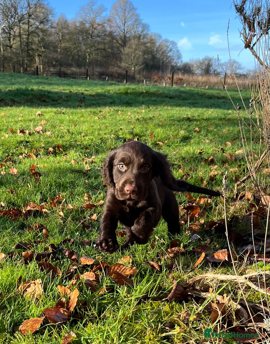 Cocker Spaniel dogs for sale: KC COCKER SPANIEL PUPPIES - Advert 9