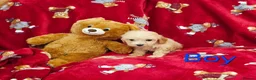 Cockapoo dogs for sale: ⚜️Pure Quality Cockapoos ⚜️ - Advert 24