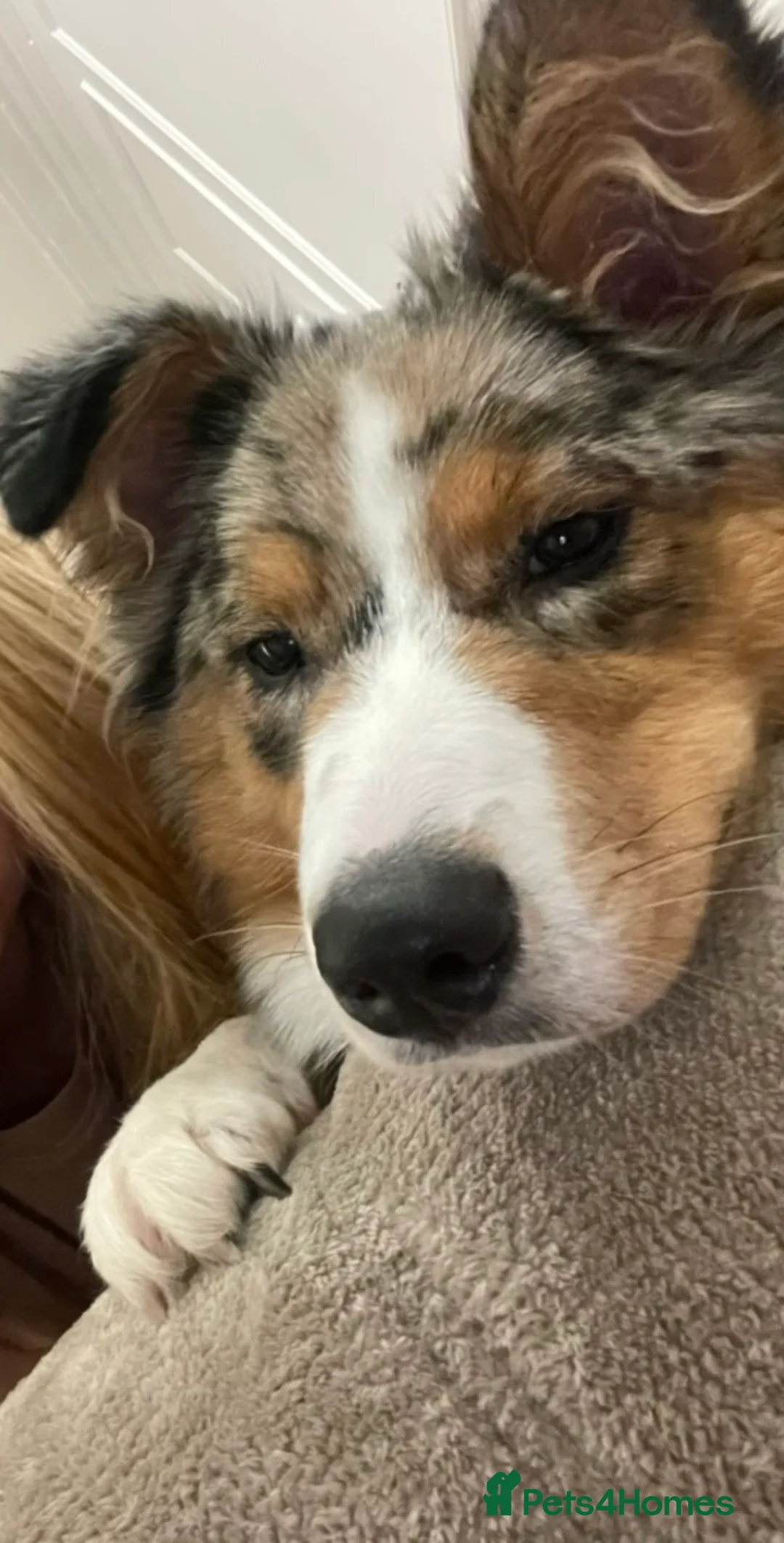 Australian Shepherd dogs for sale: Australian Shepherd Female – 1 Year Old – £1000 in Leamington Spa - Advert 3