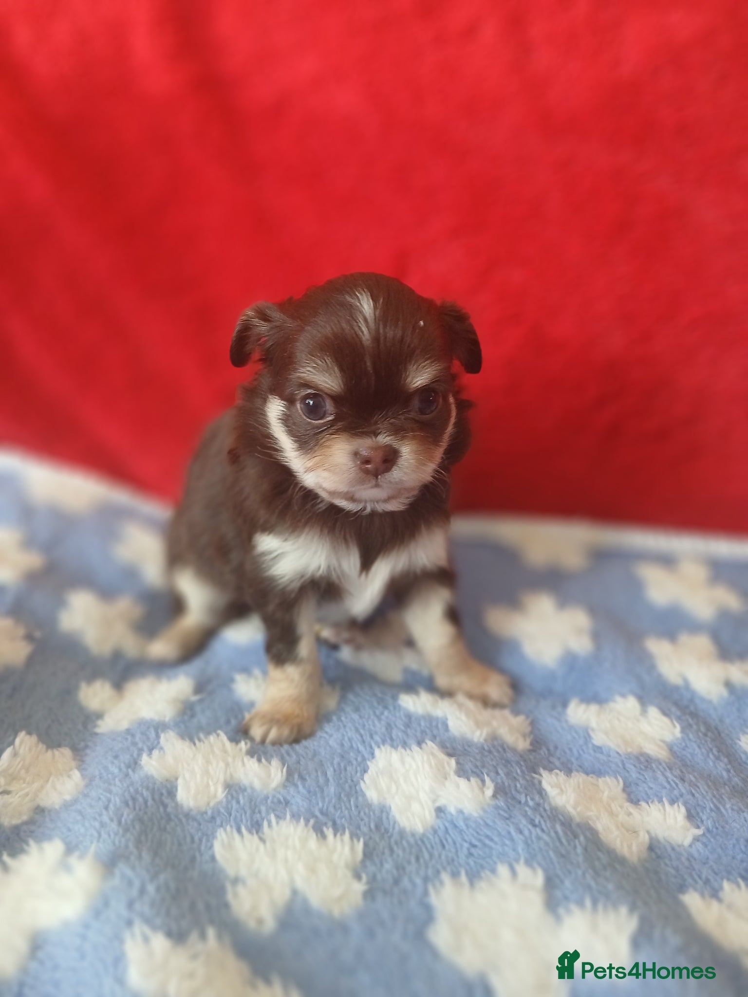 Chihuahua dogs  ❤️KC REG LONG COAT STUNNING PUPPIES❤️ - Advert 1