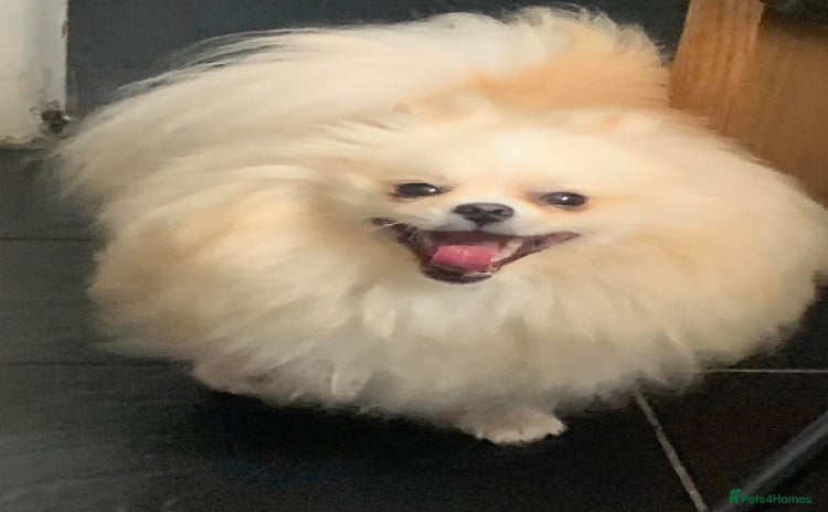 Pomeranian dogs in Leeds - Advert 2