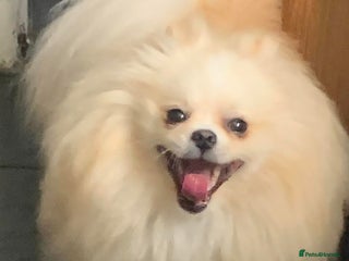 Pomeranian dogs in Leeds - Advert 14