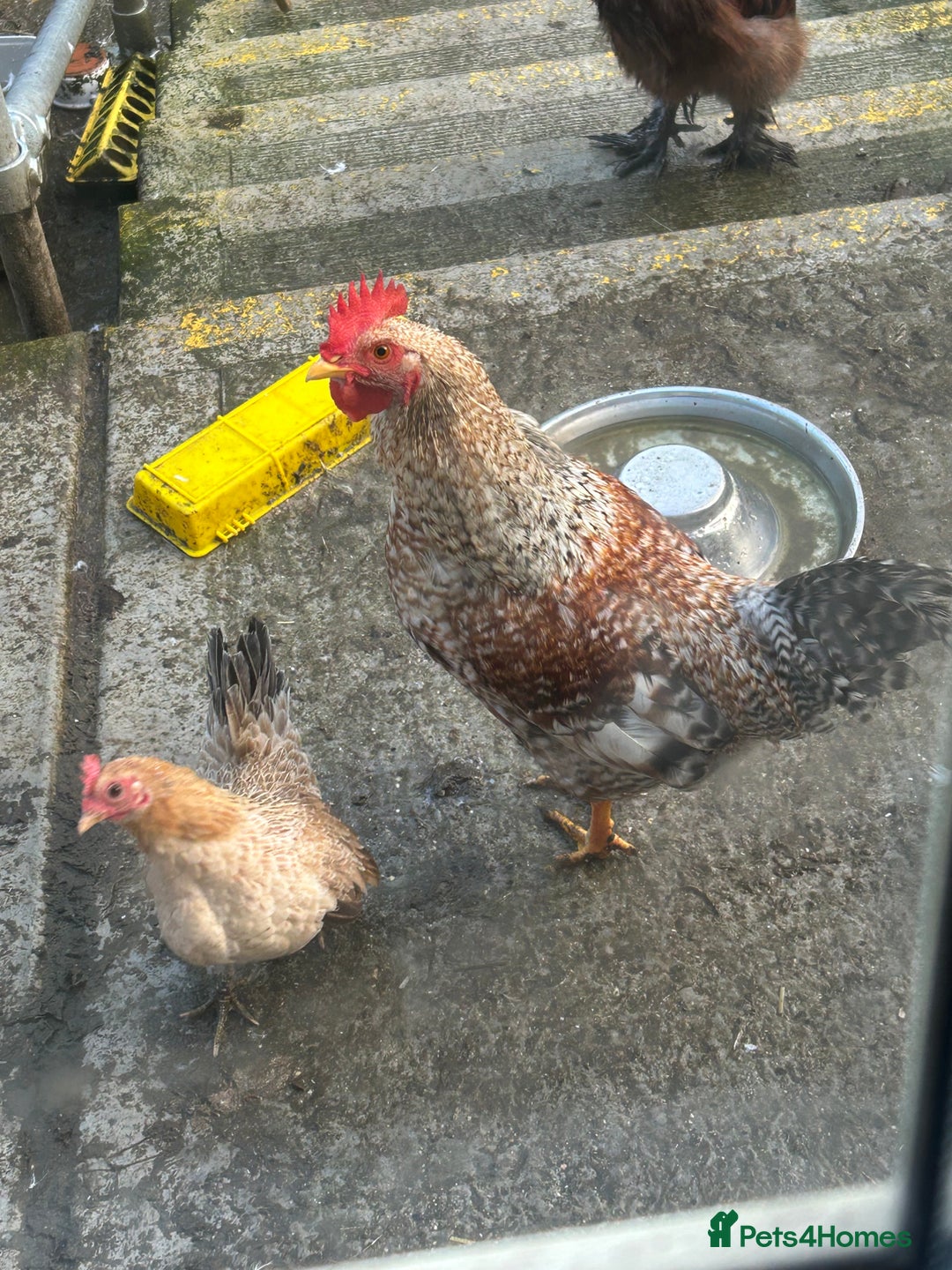 Mixed Breed poultry for sale: Mixed poultry!  - Advert 8