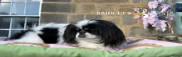 Pekingese dogs for sale: 1 year old kc female - Advert 10