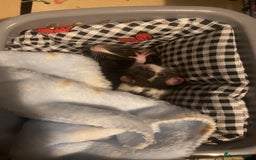 Rat rodents for sale: 2 male dumbo rats need rehoming!! - Image 10