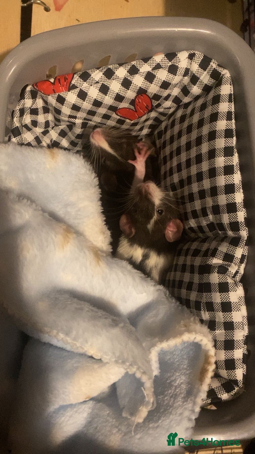 Rat rodents for sale: 2 male dumbo rats need rehoming!! - Image 10