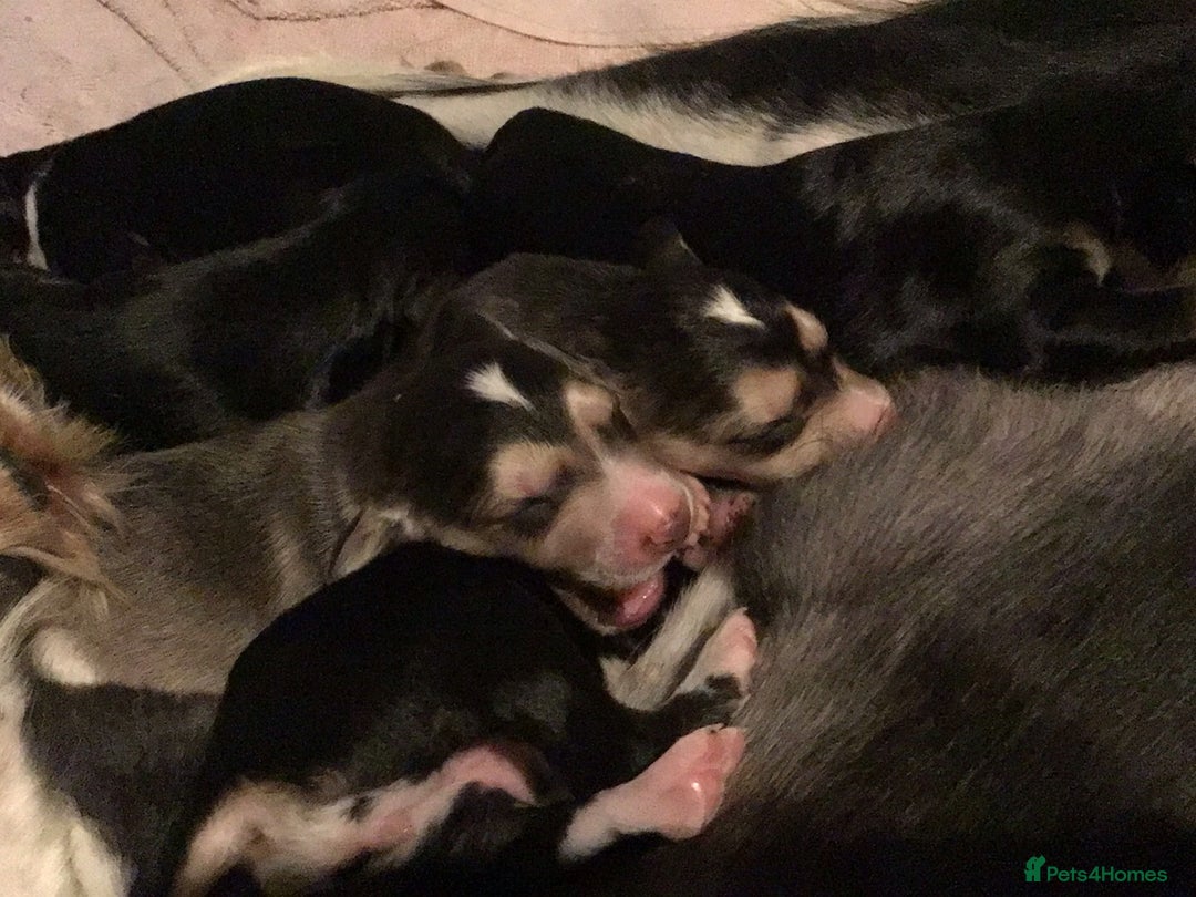 Saluki dogs for stud: KC Registered Saluki Stud in Liskeard - Advert 14