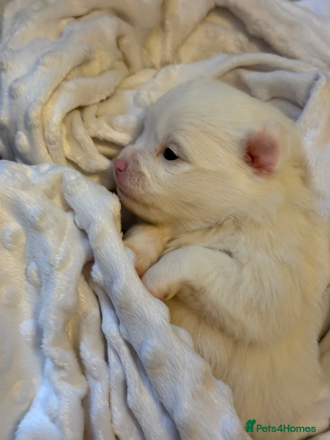 Pomeranian dogs for sale: 4 beautiful white Pomeranian boys  in Gloucester - Advert 40
