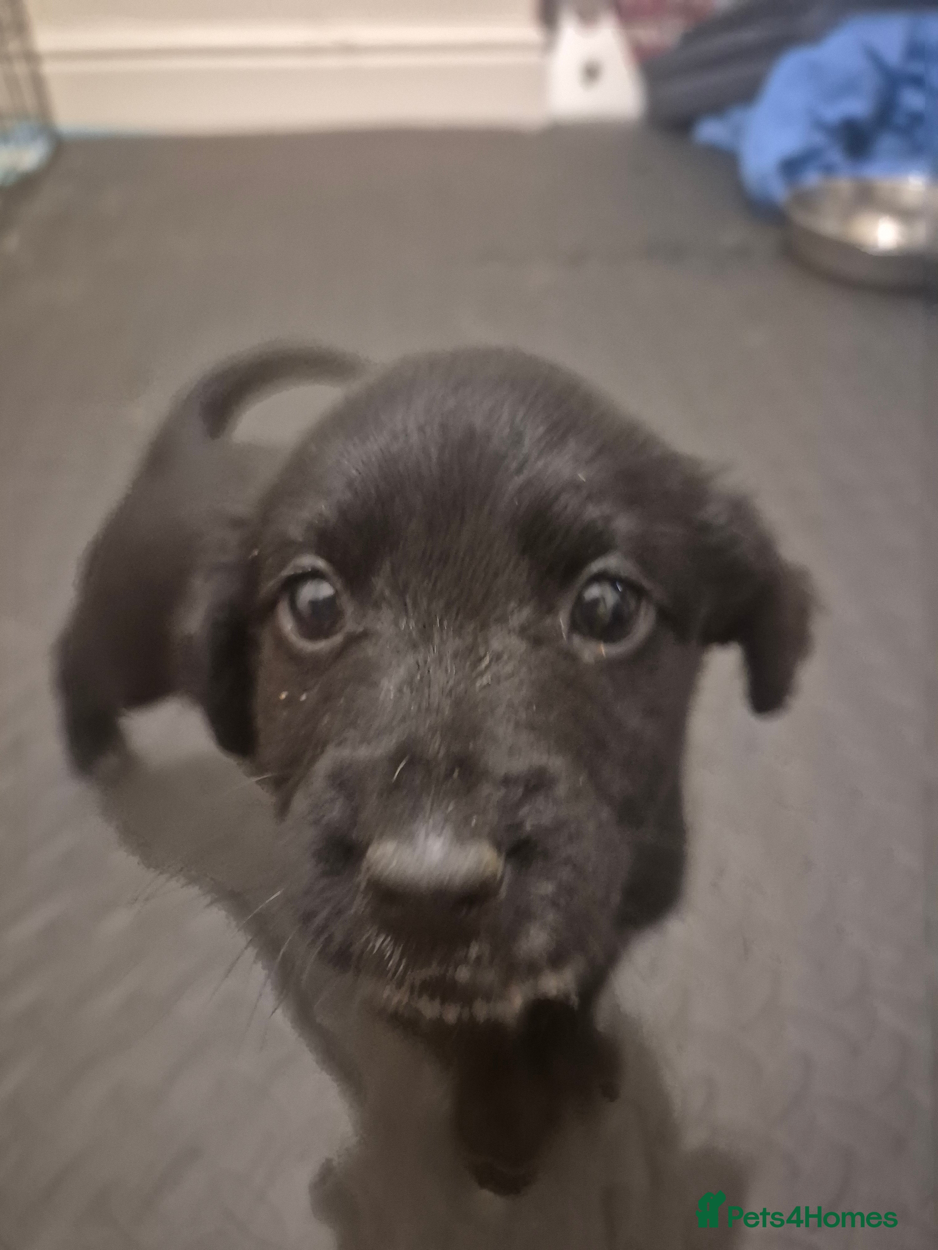 Mixed Breed dogs Mixed breed puppies for sale  - Advert 3