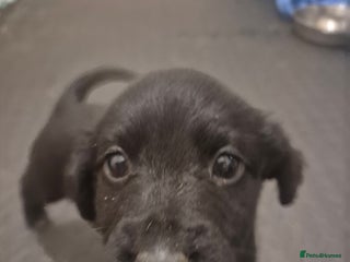 Mixed Breed dogs Mixed breed puppies for sale - Advert 3