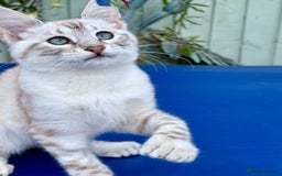 Keetso cats for sale: Stunning polydactyl snow leopard girl  - Image 2