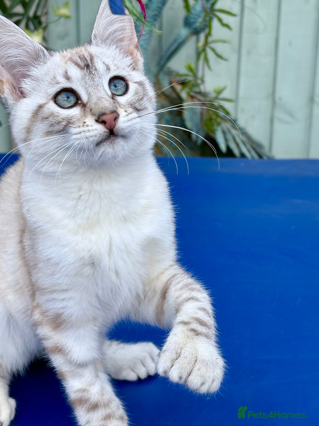 Keetso cats for sale: Stunning polydactyl snow leopard girl  - Image 2