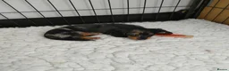 Miniature Dachshund dogs for sale: Only one beautiful dappled female left  - Advert 5