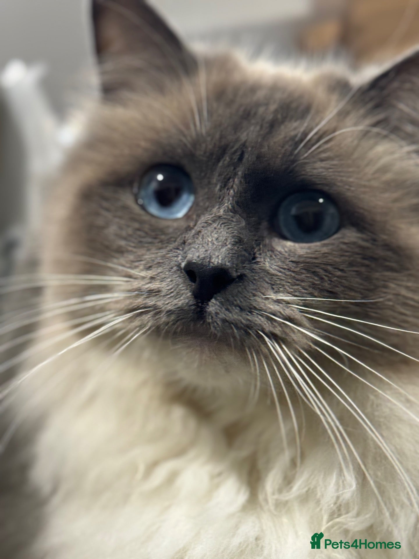 Ragdoll cats Stunning Ragdoll kittens - Advert 2