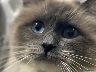 Ragdoll cats Stunning Ragdoll kittens - Advert 2