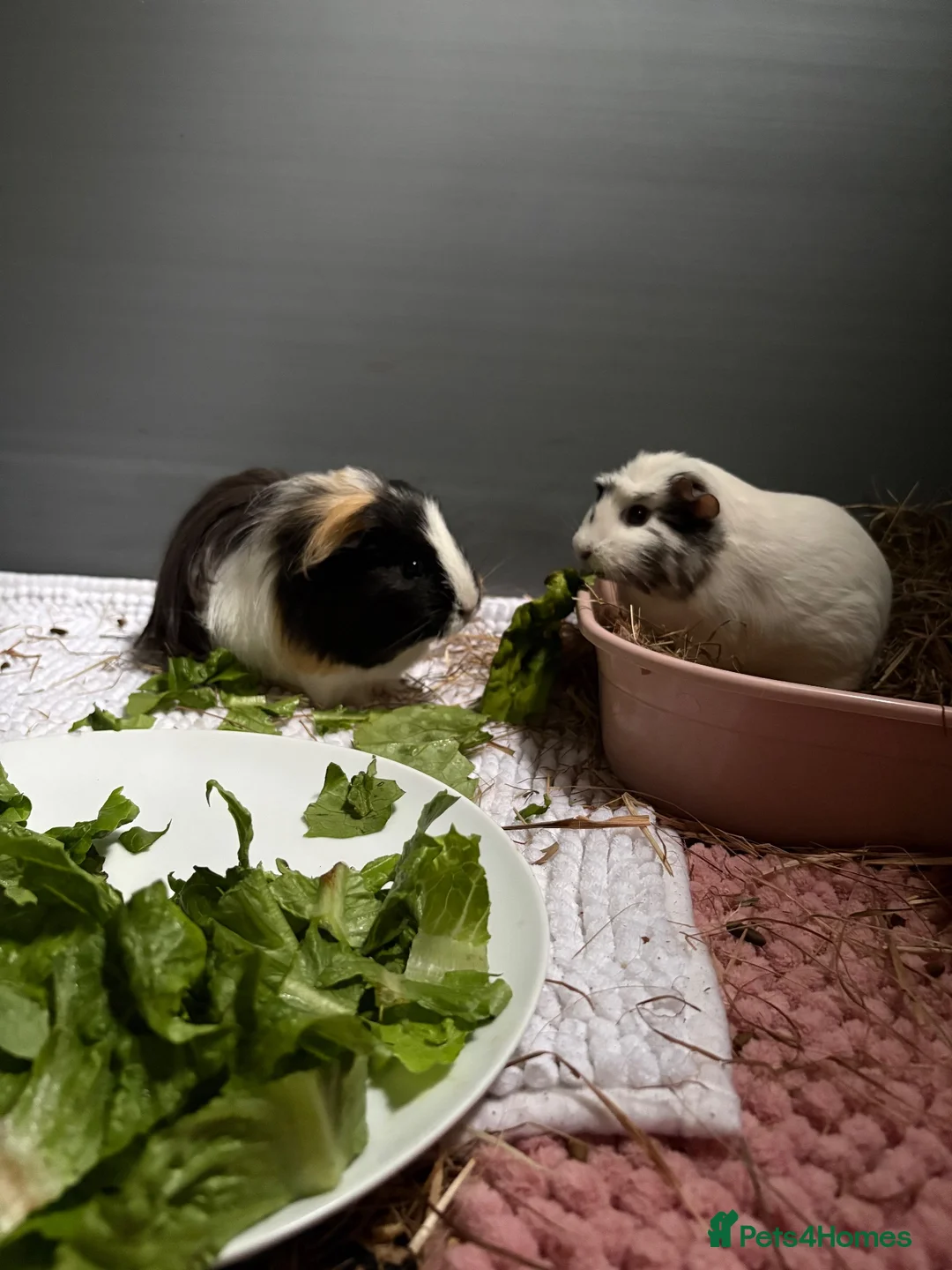 Guinea Pig rodents for sale: 3 Female Guinea pigs needing homes in Bathgate - Advert 5