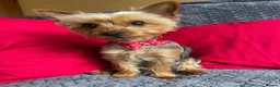Yorkshire Terrier dogs for sale: Yorkshire Terrier puppies for sale in Hemel Hempstead - Advert 7