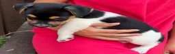 Jack Russell dogs for sale: Jack Russell puppies  in Swanley - Advert 5