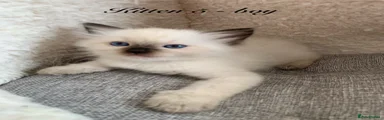 Seal Point Ragdoll boy 5 