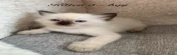 Ragdoll cats for sale: 🐾 Six Adorable Purebred Ragdoll Kittens 🐾 - Advert 35