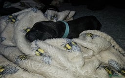 Labrador Retriever dogs for sale: KC reg Labrador puppies – Black and Yellow  - Image 16