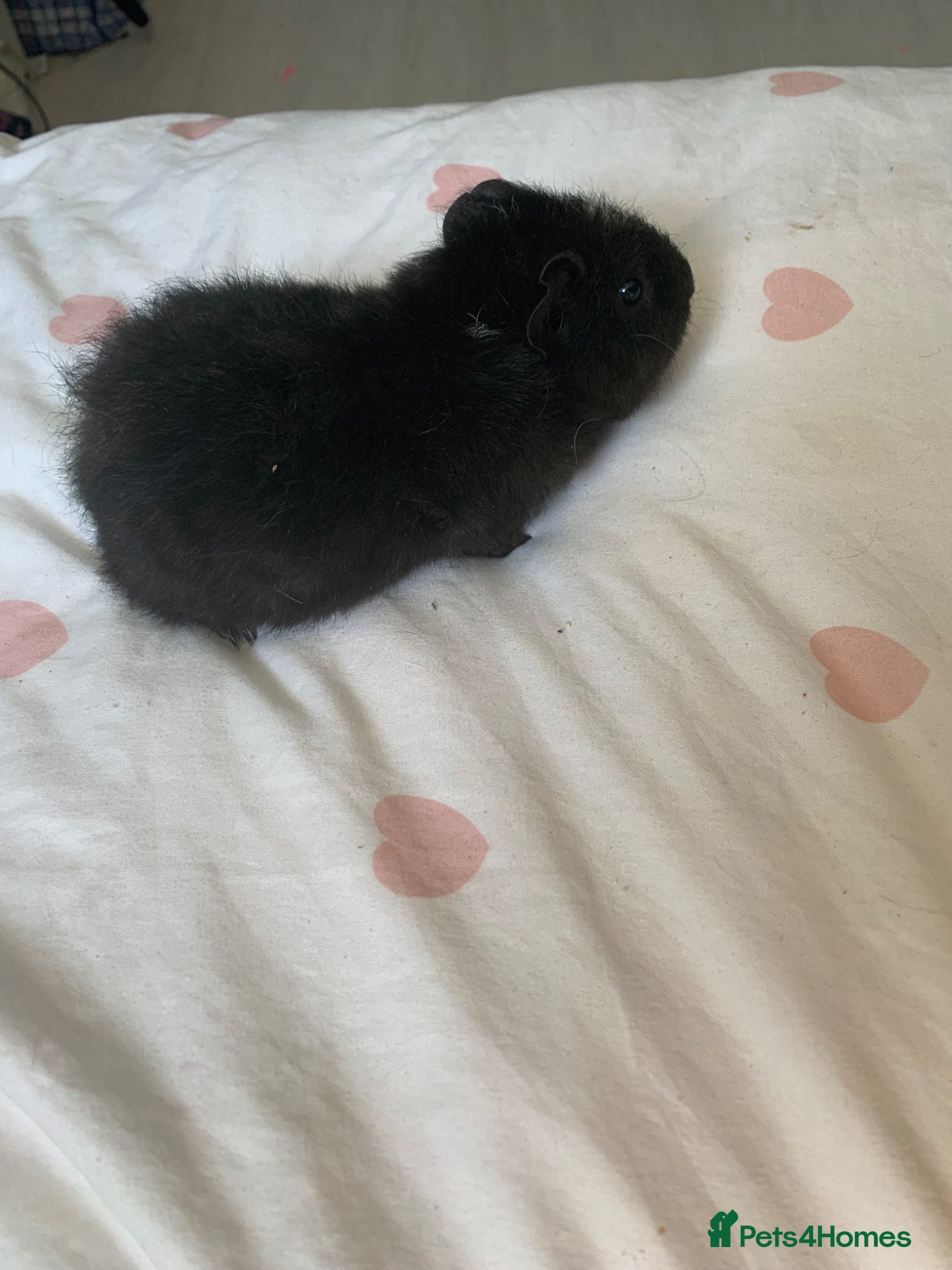 Guinea Pig rodents Baby Black male Guinea pig - Advert 10