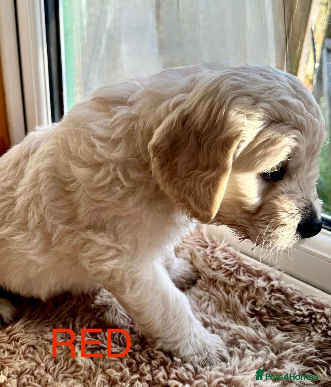 Goldendoodle dogs 💛F1 Goldendoodle. One girl left!💛 - Advert 1