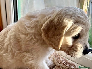 Goldendoodle dogs 💛F1 Goldendoodle. Last one!!💛 - Advert 3